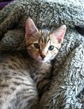 Pharaoh - F-6A Savannah Male Golden Spotted  DOB 11-27-12