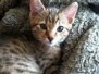 Pharaoh - F-6A Savannah Male Golden Spotted  DOB 11-27-12