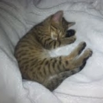 Pharaoh - F-6 Savannah Male dob 11-27-12