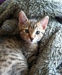 Pharaoh - F-6 Savannah Male dob 11-27-12