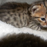 Pharaoh - F-6A Savannah male golden spotted DOB 11-27-12