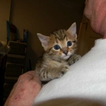 Pharaoh - F-6A Savannah male golden spotted DOB 11-27-12