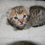 Pharaoh - F-6A Savannah male golden spotted DOB 11-27-12