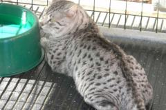 Van Gogh - Silver Egyptian Mau