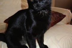 Bella - Safari Female Melanistic  DOB 9-24-12