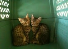 Aziza Cool Bronze and Kiya Warm Bronze Maus DOB 9-4-12 Egyptian Mau sisters