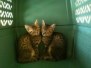 Aziza Cool Bronze and Kiya Warm Bronze Maus DOB 9-4-12 Egyptian Mau sisters