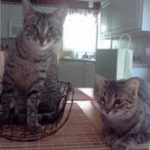 Aziza Cool Bronze and Kiya Warm Bronze Maus DOB 9-4-12