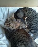 Aziza Cool Bronze and Kiya Warm Bronze Maus DOB 9-4-12