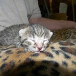 Aziza Cool Bronze and Kiya Warm Bronze Maus DOB 9-4-12