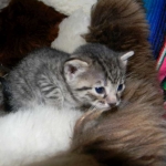 Aziza Cool Bronze and Kiya Warm Bronze Maus DOB 9-4-12