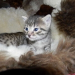 Aziza Cool Bronze and Kiya Warm Bronze Maus DOB 9-4-12