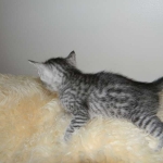 Aziza Cool Bronze and Kiya Warm Bronze Maus DOB 9-4-12