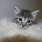 Aziza Cool Bronze and Kiya Warm Bronze Maus DOB 9-4-12