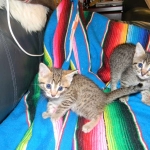 Aziza Cool Bronze and Kiya Warm Bronze Maus DOB 9-4-12