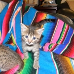 Aziza Cool Bronze and Kiya Warm Bronze Maus DOB 9-4-12