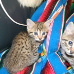 Aziza Cool Bronze and Kiya Warm Bronze Maus DOB 9-4-12