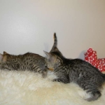 Aziza Cool Bronze and Kiya Warm Bronze Maus DOB 9-4-12