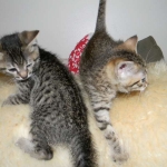 Aziza Cool Bronze and Kiya Warm Bronze Maus DOB 9-4-12