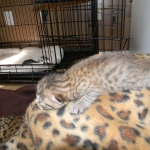 Aziza Cool Bronze and Kiya Warm Bronze Maus DOB 9-4-12