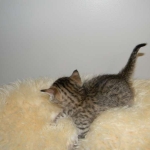 Aziza Cool Bronze and Kiya Warm Bronze Maus DOB 9-4-12