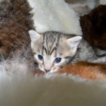 Aziza Cool Bronze and Kiya Warm Bronze Maus DOB 9-4-12