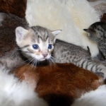 Aziza Cool Bronze and Kiya Warm Bronze Maus DOB 9-4-12