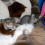 Aziza Cool Bronze and Kiya Warm Bronze Maus DOB 9-4-12