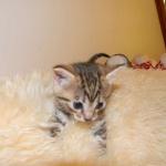 Aziza Cool Bronze and Kiya Warm Bronze Maus DOB 9-4-12