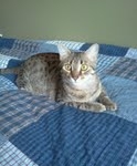 Aziza Cool Bronze and Kiya Warm Bronze Maus DOB 9-4-12