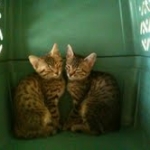 Aziza Cool Bronze and Kiya Warm Bronze Maus DOB 9-4-12