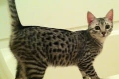 Angel - Silver Egyptian Mau Female  DOB 9-4-12