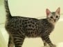 Angel - Silver Egyptian Mau Female  DOB 9-4-12