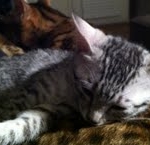 Angel - Silver Egyptian Mau female DOB 9-4-12
