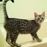 Angel - Silver Egyptian Mau female DOB 9-4-12