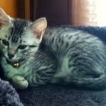 Angel - Silver Egyptian Mau female DOB 9-4-12