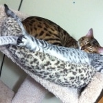 Angel - Silver Egyptian Mau female DOB 9-4-12