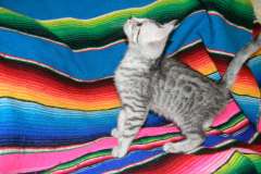 Anubis - Silver Male  DOB 9-4-12 