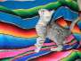 Anubis - Silver Male  DOB 9-4-12 