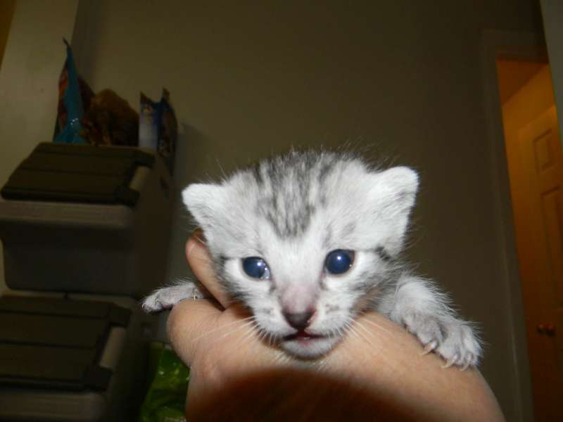 Anubis - Silver Male Mau  DOB 9-4-12