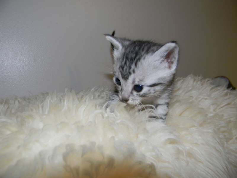 Anubis - Silver Male Mau  DOB 9-4-12