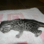 Anubis - Silver Male Mau  DOB 9-4-12