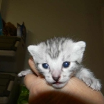 Anubis - Silver Male Mau  DOB 9-4-12