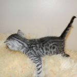 Anubis - Silver Male Mau  DOB 9-4-12