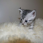 Anubis - Silver Male Mau  DOB 9-4-12