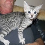 Anubis - Silver Male Mau  DOB 9-4-12