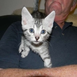 Anubis - Silver Male Mau  DOB 9-4-12