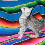 Anubis - Silver Male Mau  DOB 9-4-12