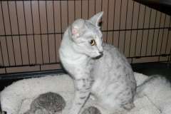 Zena - Egyptian Mau Silver Queen