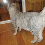 Zena - Egyptian Mau Silver Queen